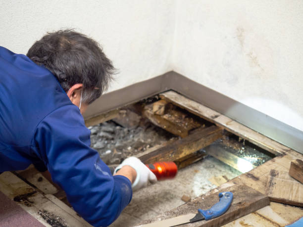 Best Commercial Mold Removal  in Swansea, IL