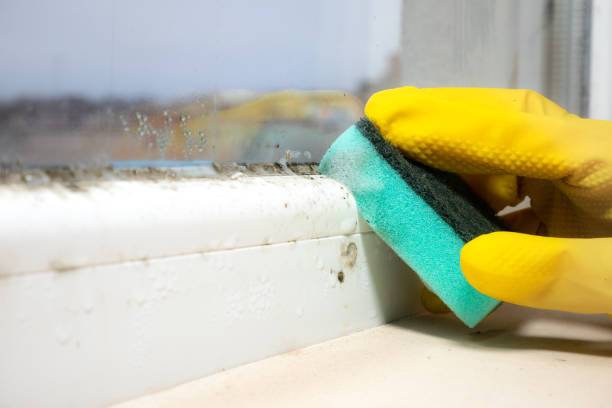 Best Mold Remediation  in Swansea, IL