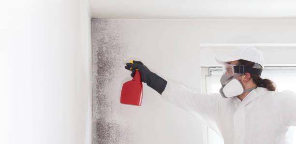 Best Emergency Mold Removal  in Swansea, IL