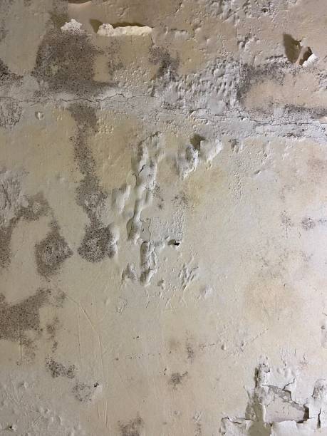 Best Crawl Space Mold Removal  in Swansea, IL