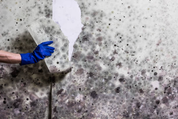 Best Black Mold Removal  in Swansea, IL